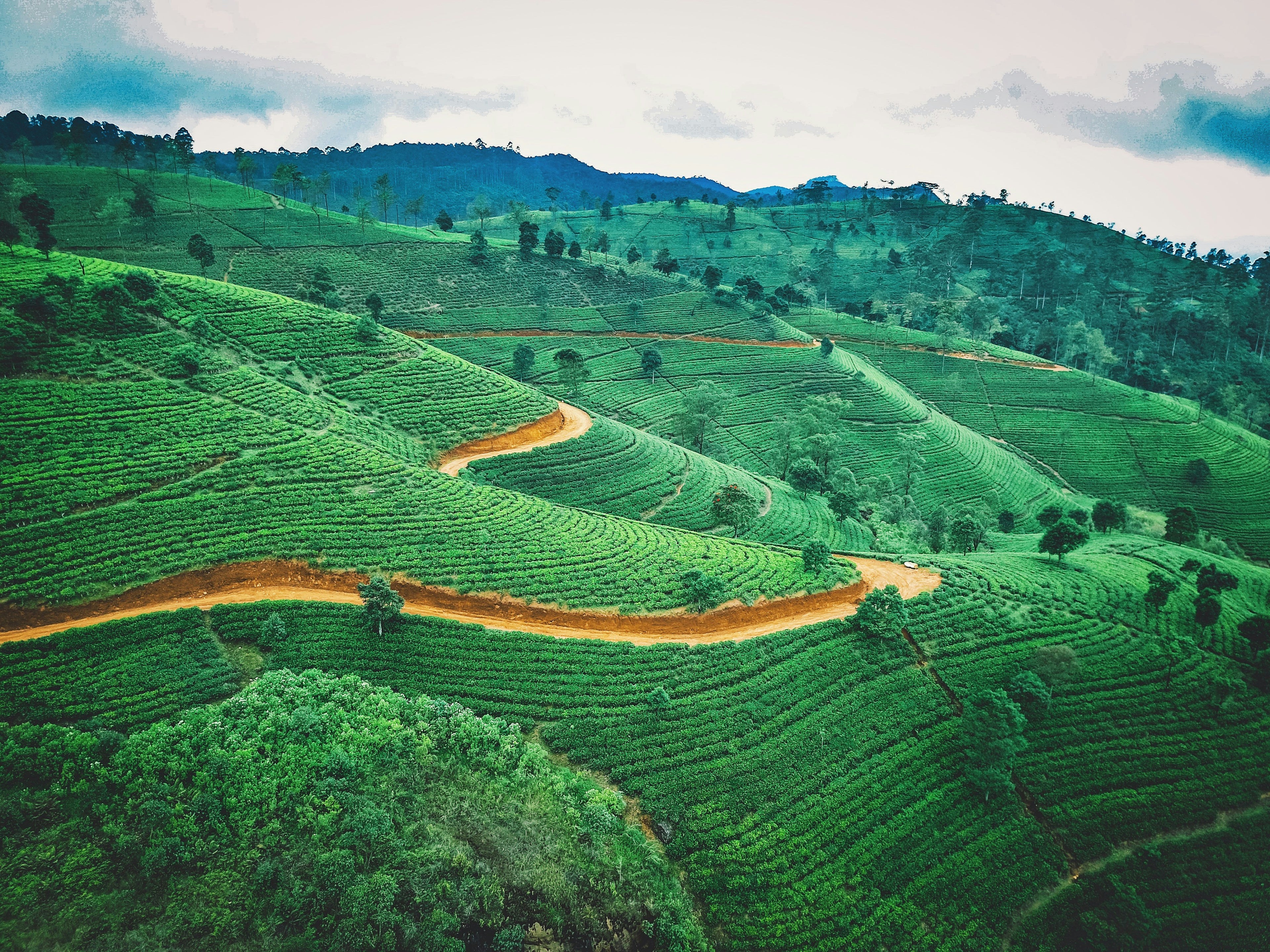 GREEN COFFEE FIELD